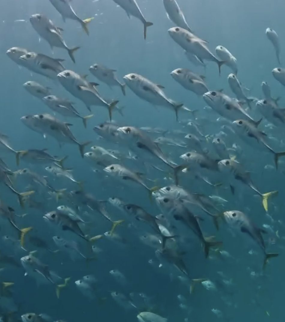 A school of jacks filling the frame in blue water