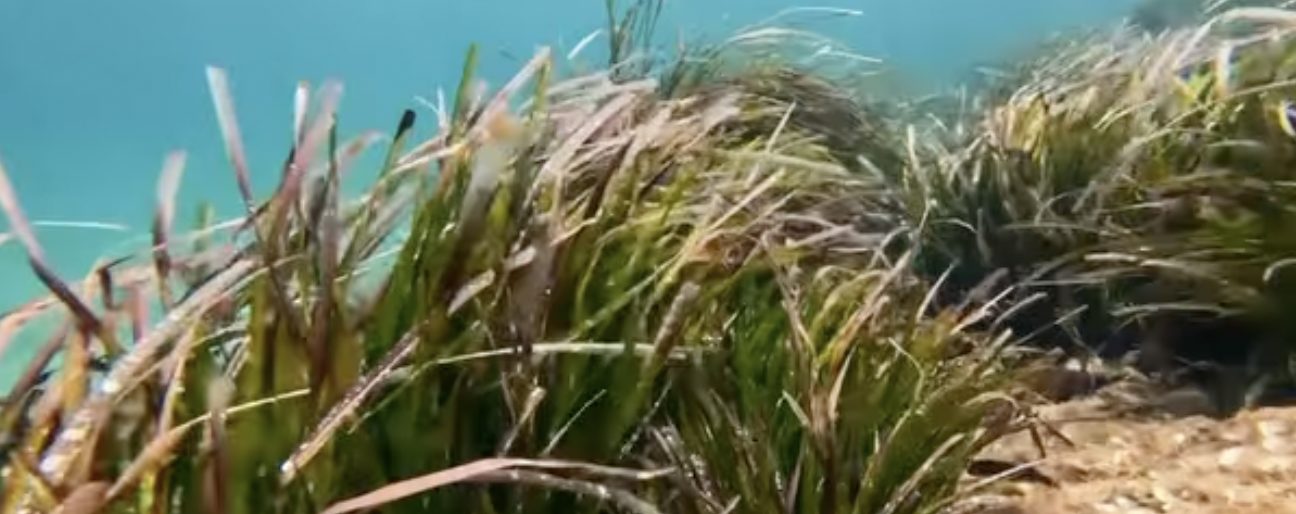 Posidonia seagrass underwater